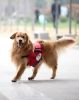Pet Dog Out Large Backpack - Versatility Large Dog With A Backpack, Orange